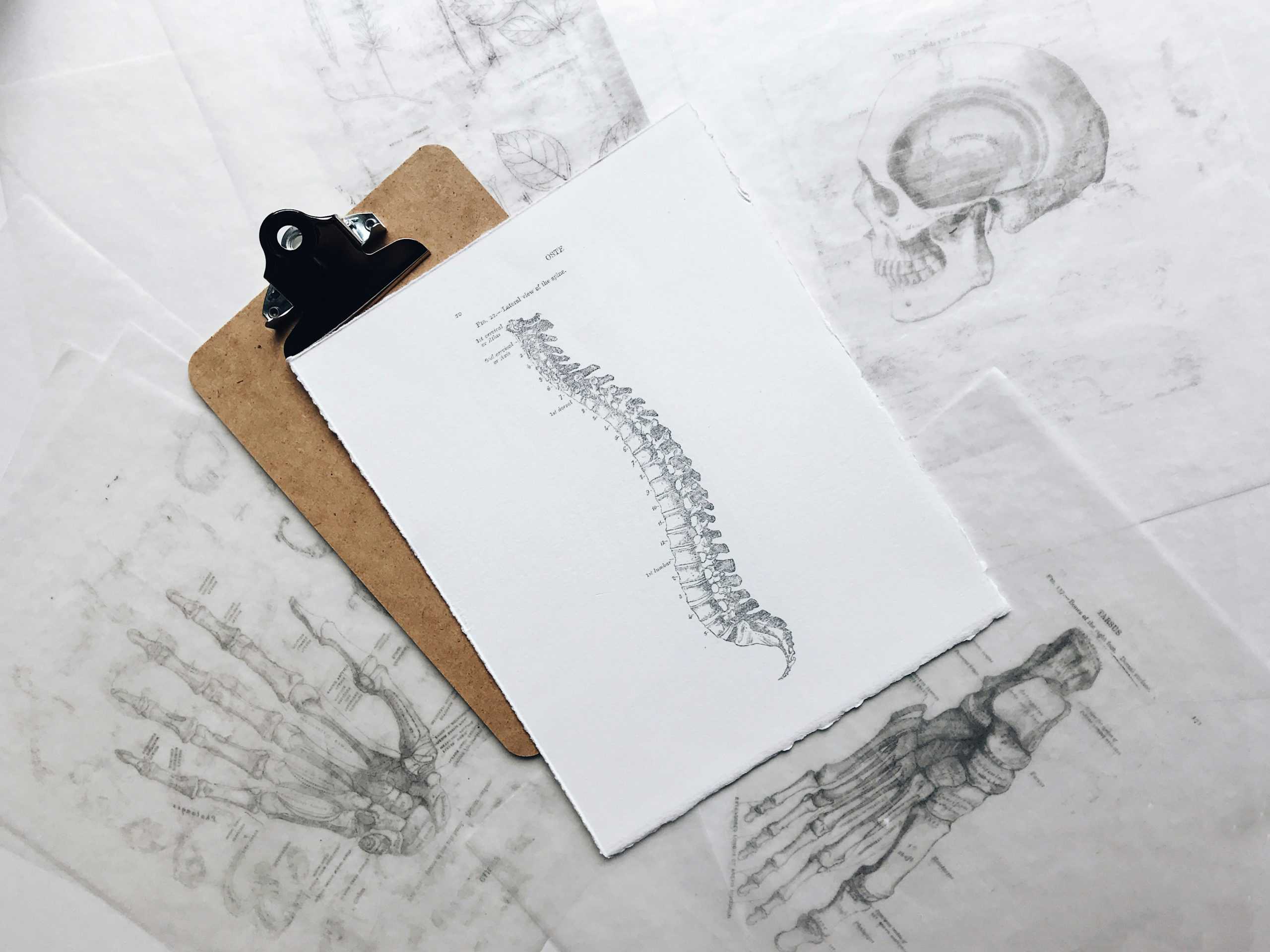 ציור של עמוד השדרה