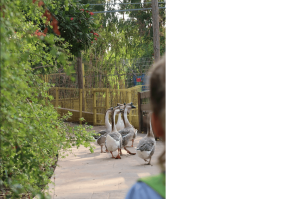 gooses