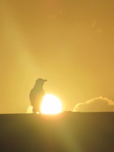 IMG_1895-נחמי_600x800