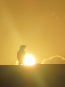 img_1895-נחמי_optimized-1